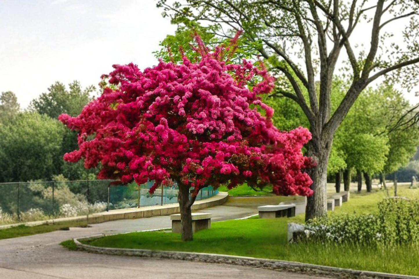 Prairiefire Crabapple Tree Live Plant 4–6 Ft Red Flowering Tree, Ornamental Malus for Garden Landscape Outdoor Plant