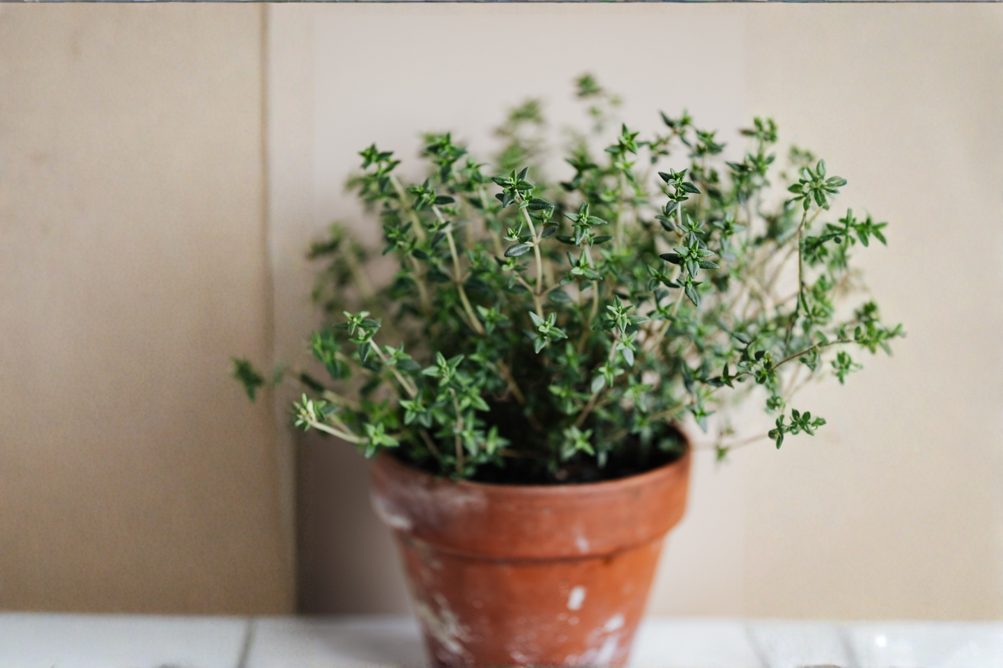 2 Live English Thyme Plants 3–6 Inches Tall – No Pot – Thymus vulgaris