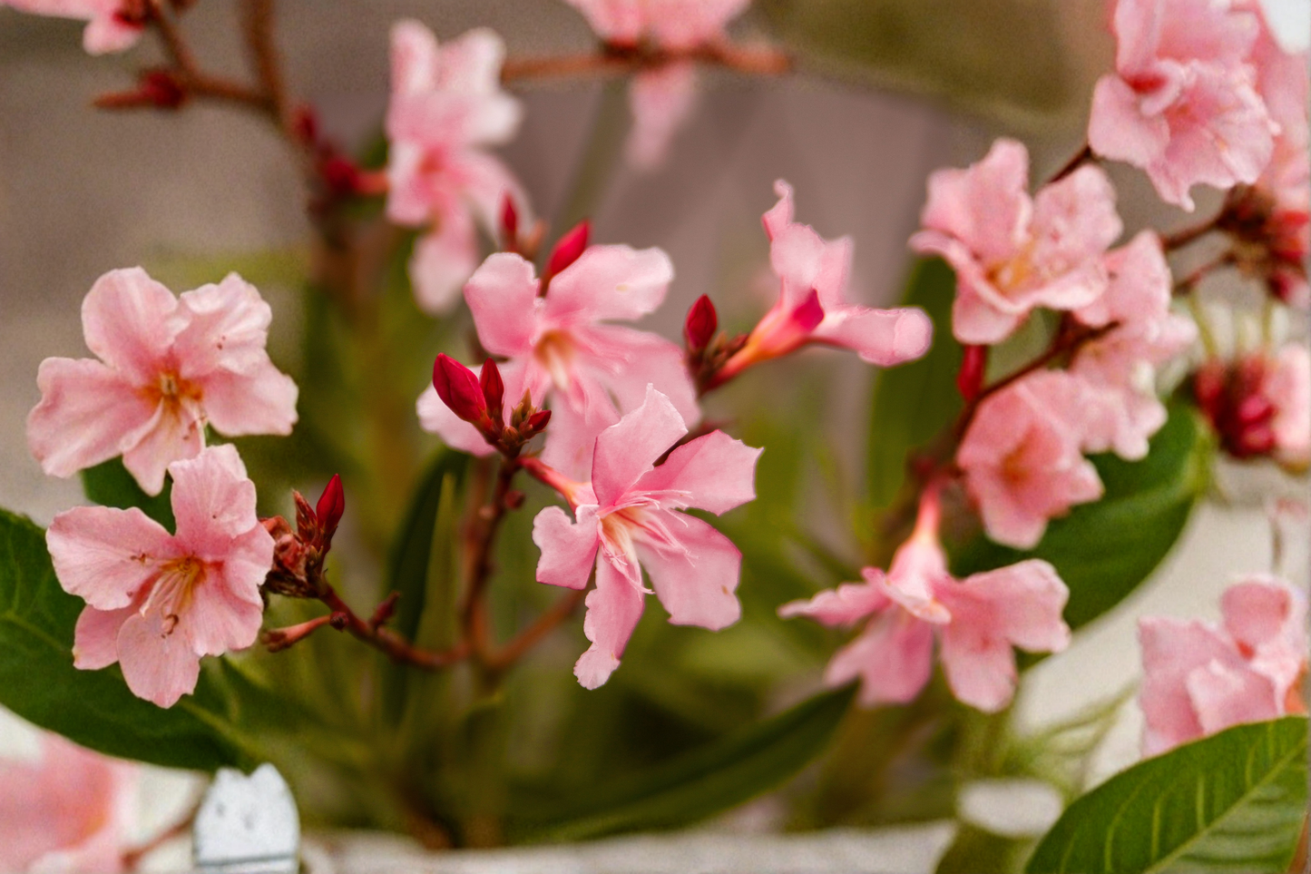 Pink Oleander Live Starter Plant – Well-Rooted 4–6" Tall, Ships Without Pot (Nerium oleander)
