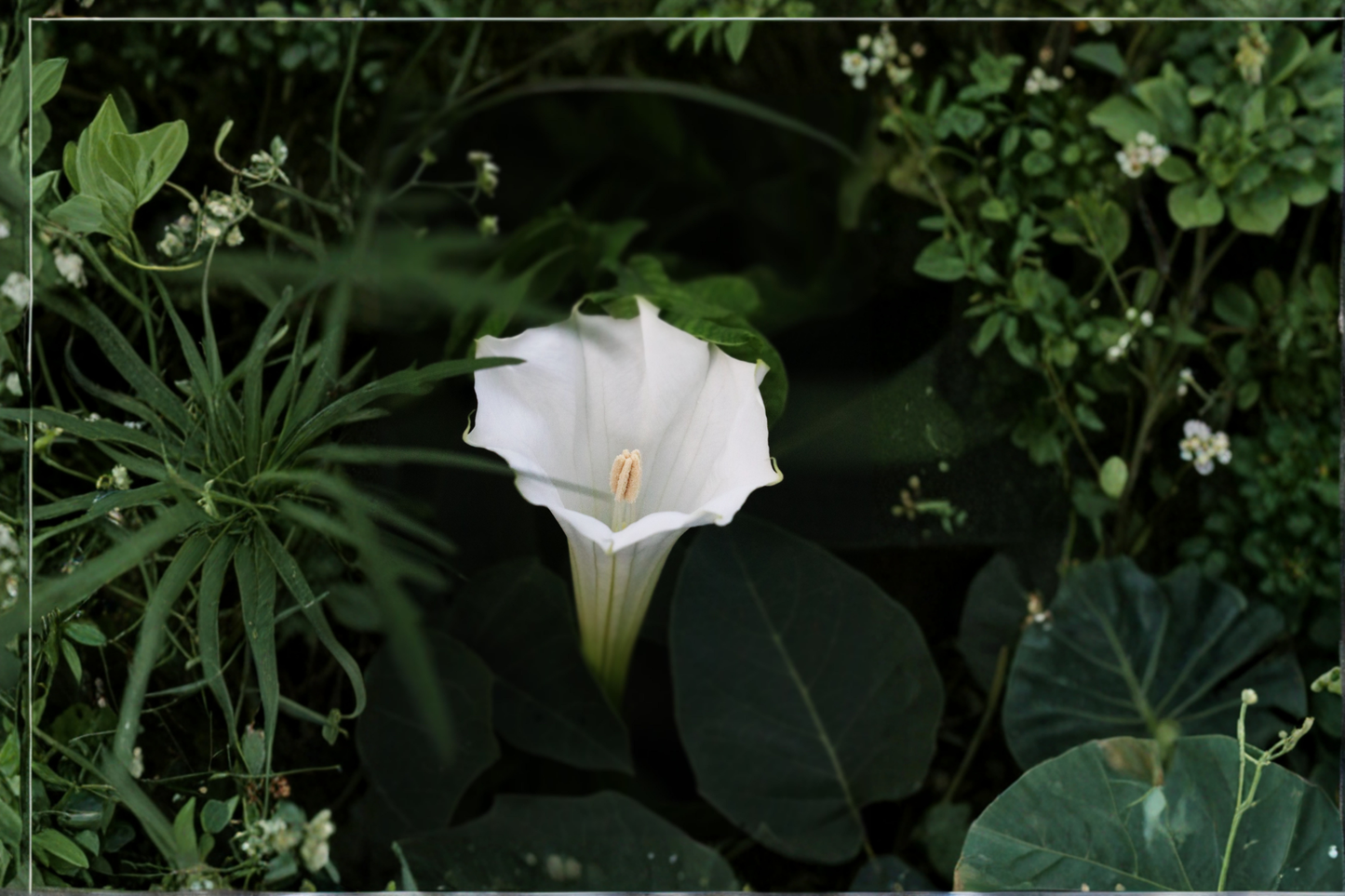 3 Angel Trumpet Live Rooted Plants with Pots – Single Pink Brugmansia