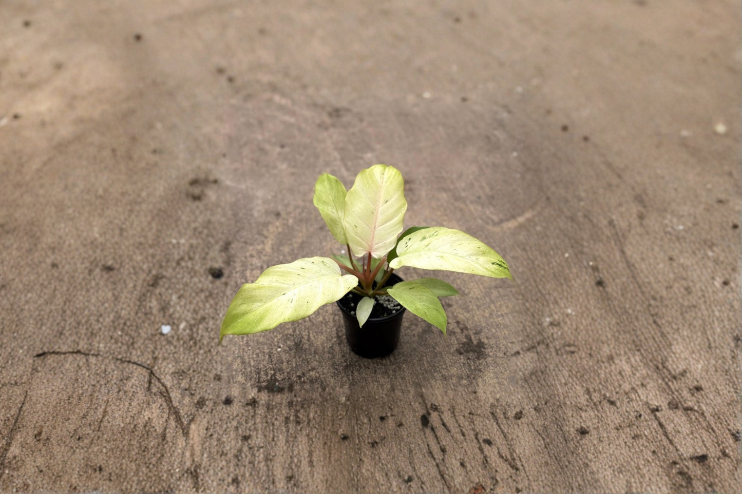 Philodendron Snowdrift Live Plant Variegated Philodendron Indoor Tropical Houseplant 4 Inch Decor Gift