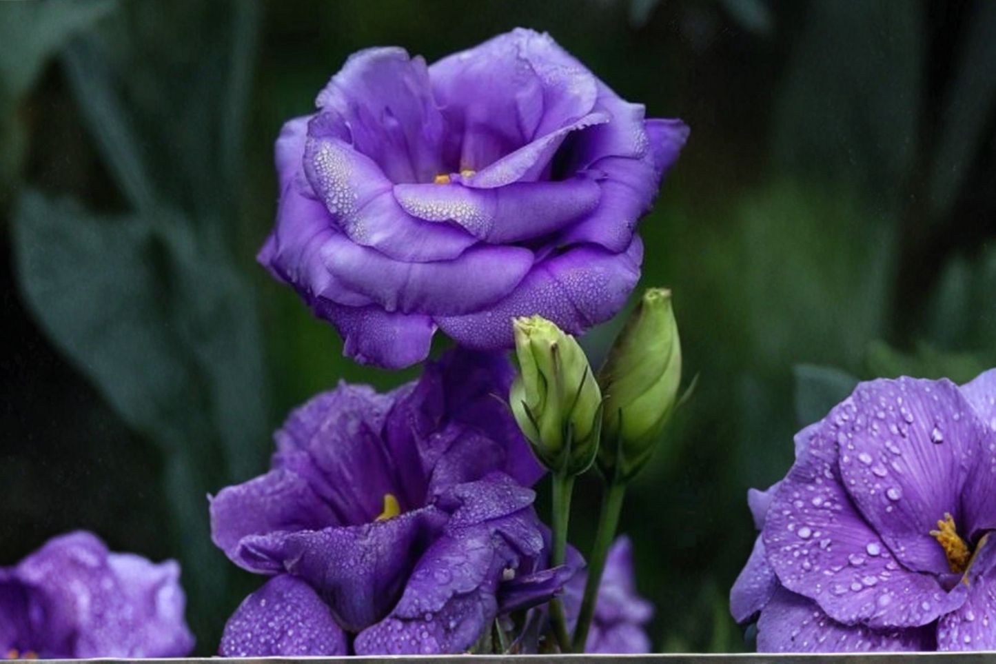 Purple Queen Rose Seeds 30 Pack Rare Rose Flower Plant Cottage Garden Seeds USA Seller Combined Shipping