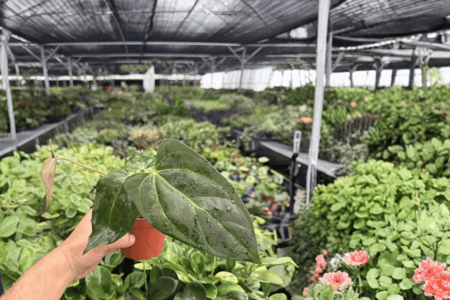 Anthurium Black Sweet x Portillae 2 Exact Live Plants – 4-Inch Pots