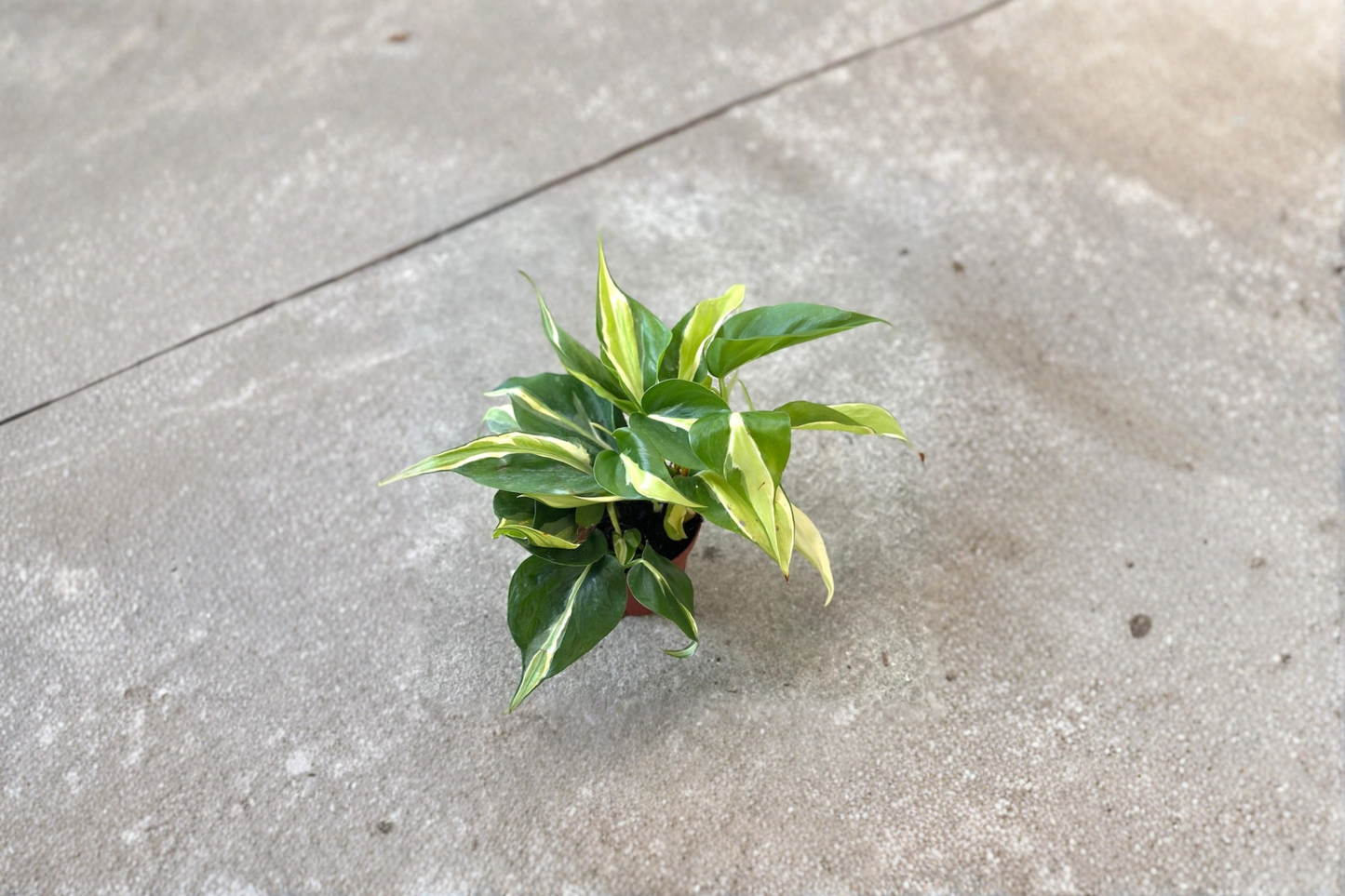 Philodendron Rio Live Plant Variegated Heartleaf Philodendron Starter Cutting