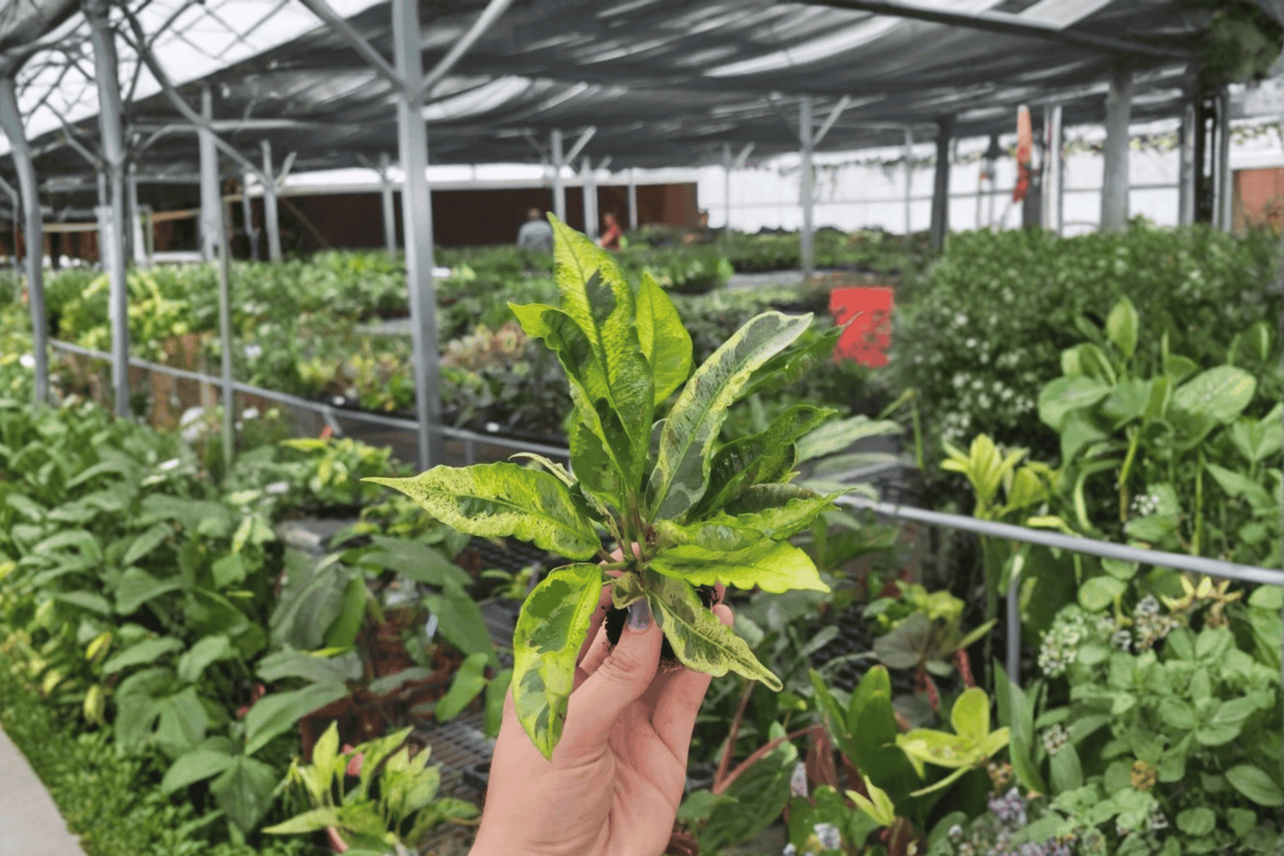 2 Codiaeum variegatum Starter Plants – Variegated Croton Live Plants