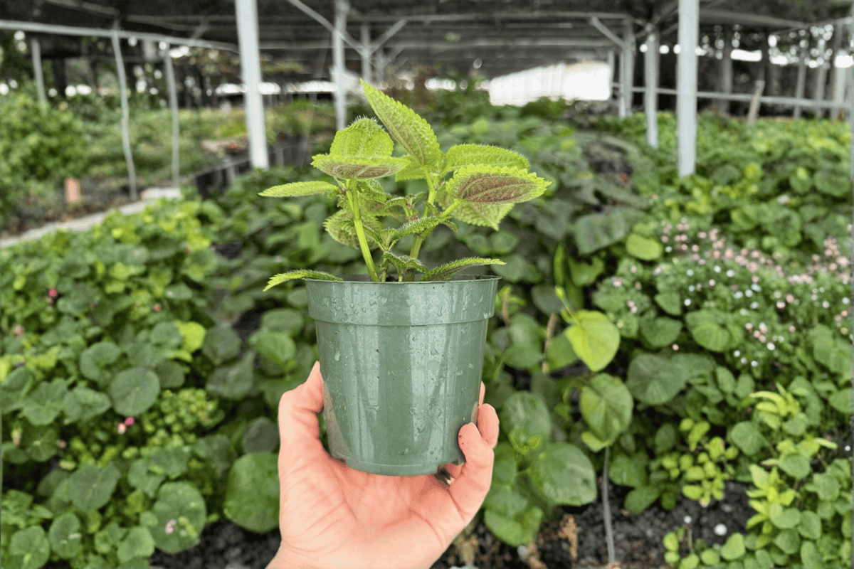 Moon Valley Pilea 2 Exact Live Plants – 4-Inch Pots – Pilea mollis