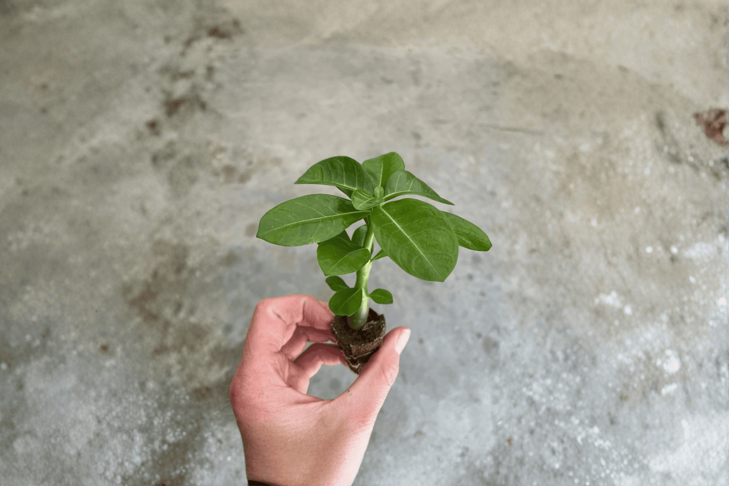 2 Red Desert Rose (Adenium obesum) Starter Plants – Live Succulents