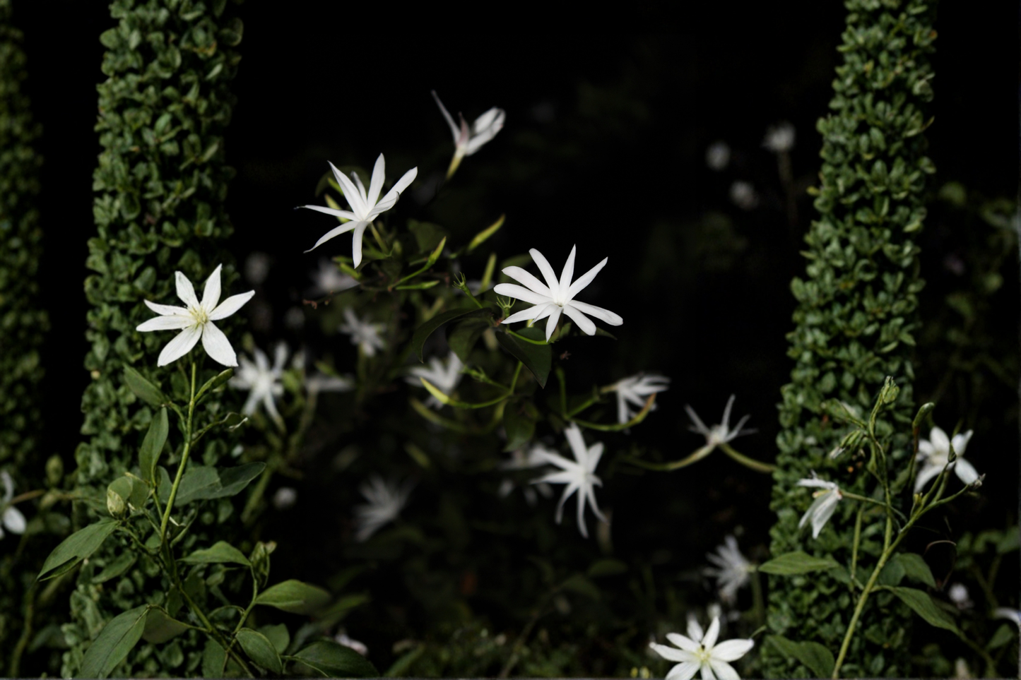 Night Blooming Jasmine Live Starter Plant – Cestrum nocturnum – Well-Rooted Plant in Pot
