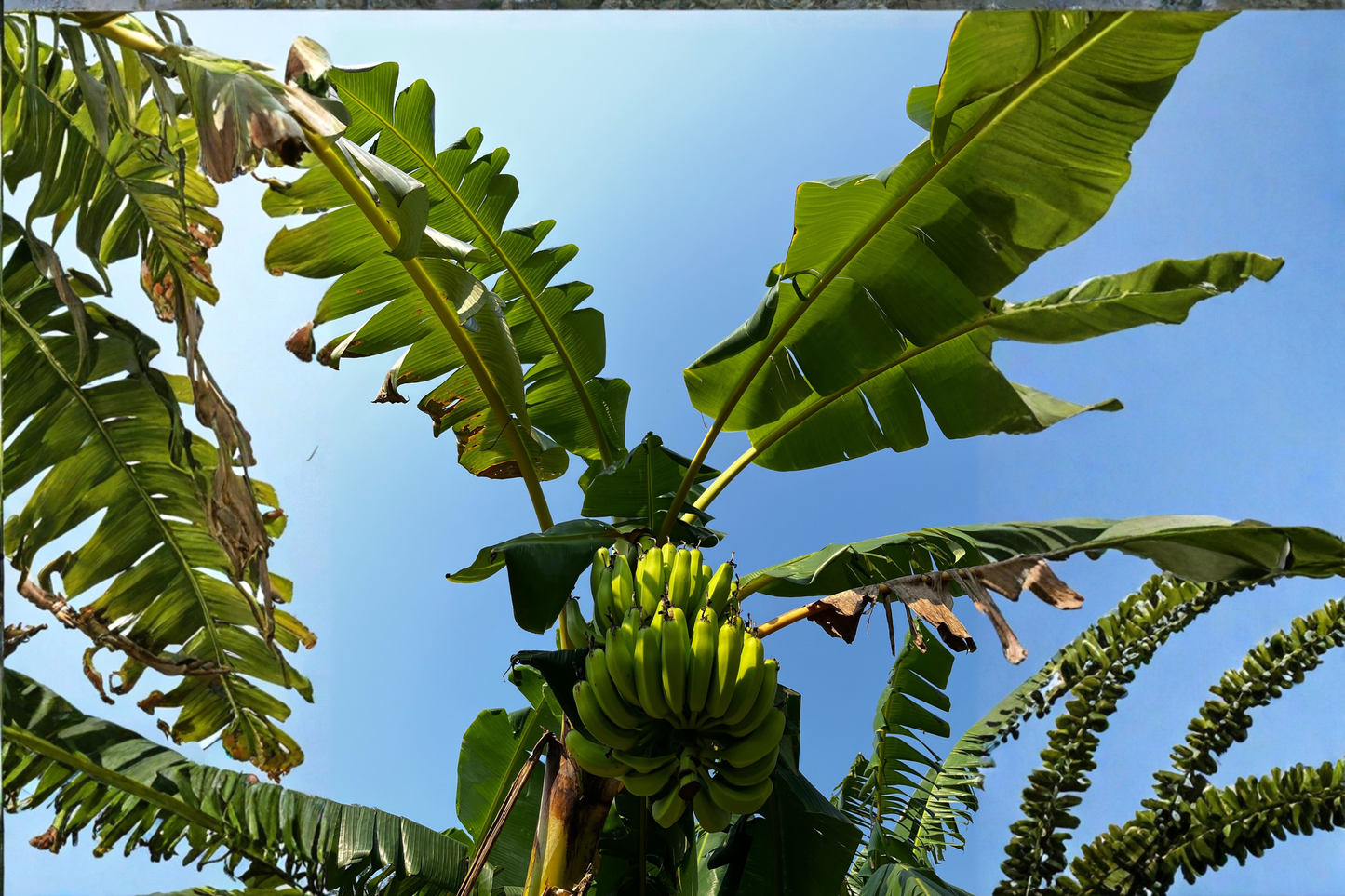 Basjoo Banana Live Rooted Starter Plant – Cold Hardy Banana Tree (Musa basjoo)