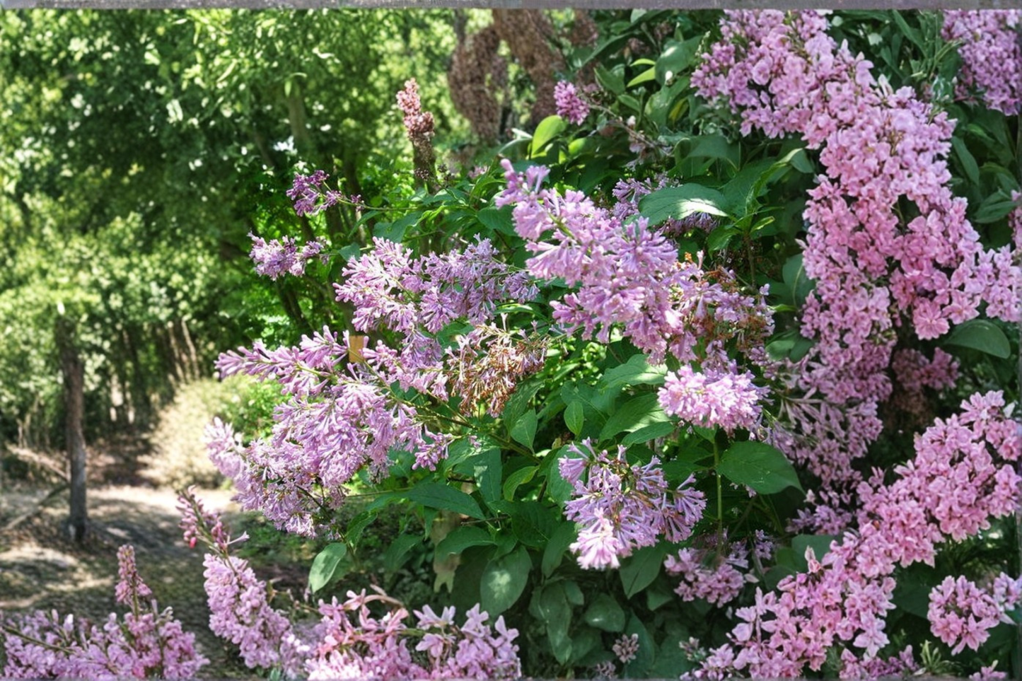 Donald Wyman Lilac Live Plant 2 Gallon Pot Syringa prestoniae Pink Fragrant Flowers Cold Hardy Lilac Shrub Garden