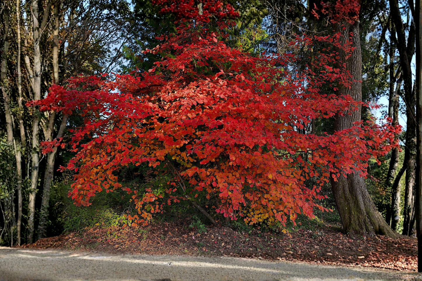 2 Burning Bush 'Compacta' Live Plants 6–12 Inches Tall – 4-Inch Pots (Euonymus alatus 'Compacta')