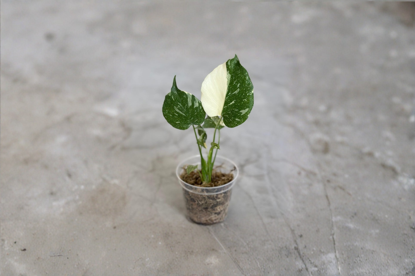 Monstera Thai Constellation Live Plant Variegated Monstera Starter 3 to 4 Inch Pot