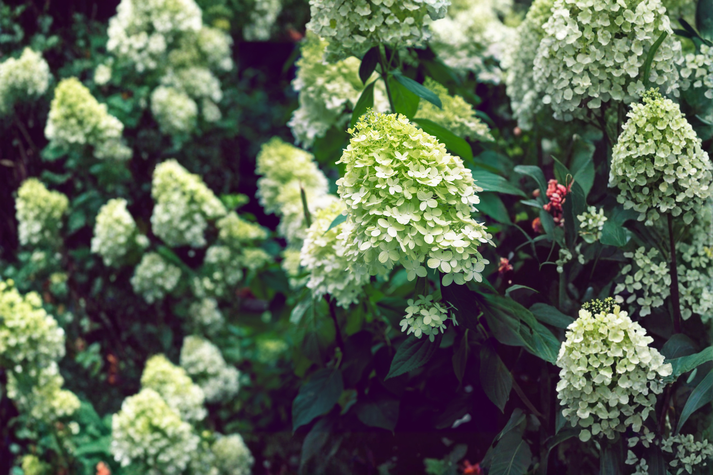 Limelight Panicle Hydrangea Live Plants 2 Rooted Starters in Half Gallon Pots Green White Flowering Shrub