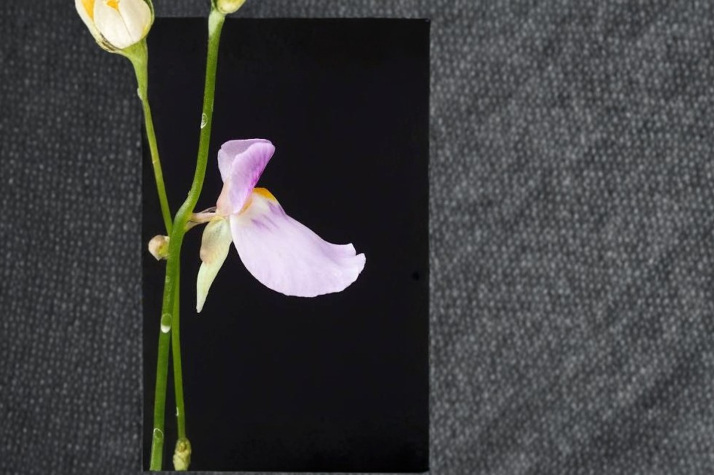 Bladderwort 4 Live Plants – Utricularia blanchetii Carnivorous Plant Pack