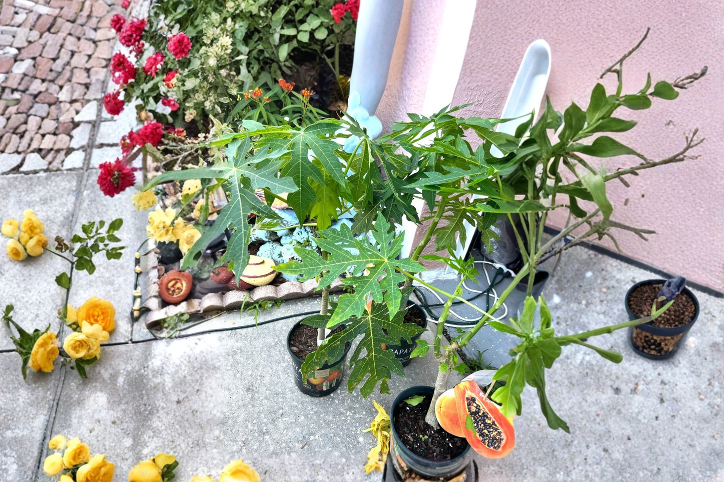Red Lady Papaya Dwarf Tree Live Plant 2ft Tall Tropical Fruit Papaya Plant Compact Backyard Garden No Ship to California