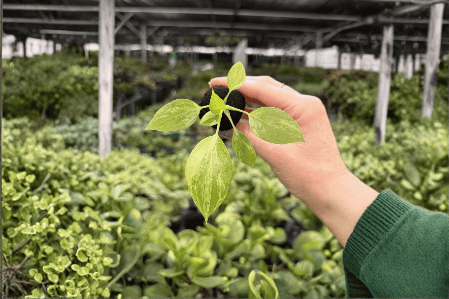 2 Exact Philodendron warszewiczii Variegated Starter Plants – Philodendron warszewiczii 'Variegata'