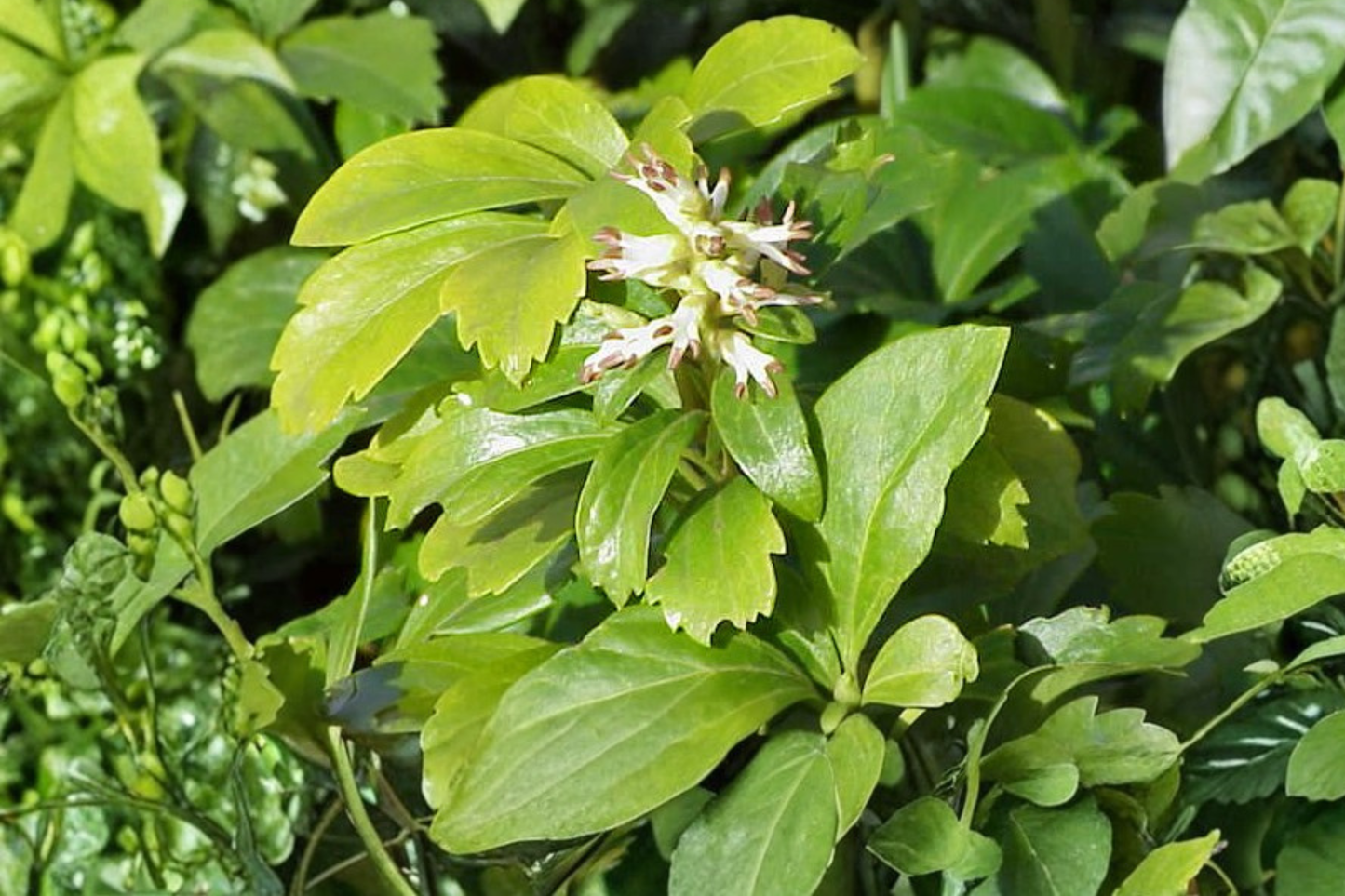 Japanese Spurge Live Plants – 35 Pack – Organic Pachysandra Ground Cover – Pachysandra terminalis