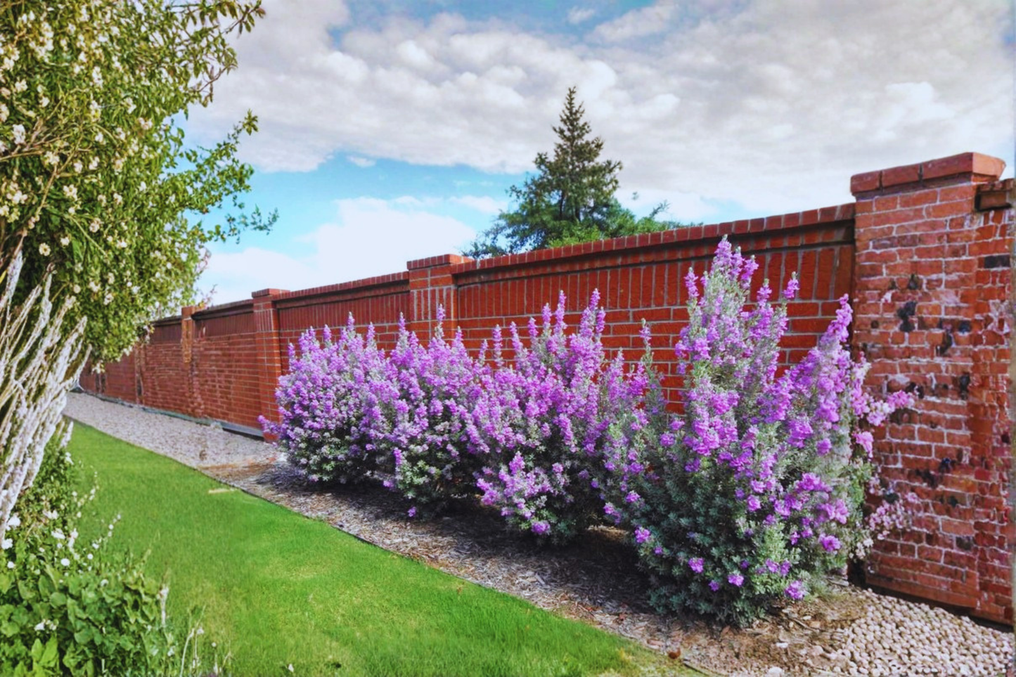Texas Sage Shrub Live Plant 3 Gallon – Purple Flowering Landscape Bush, Drought Tolerant Garden Hedge, Outdoor Evergreen Shrub