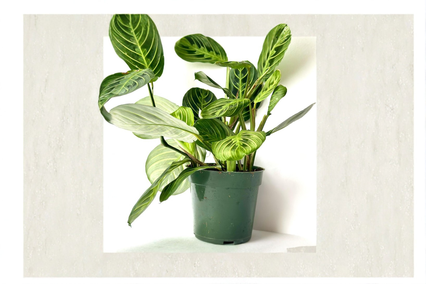 Maranta Lemon Lime Prayer Plant Live Calathea Houseplant 4 Inch Pet Safe Tropical Indoor Rooted Plant Gift