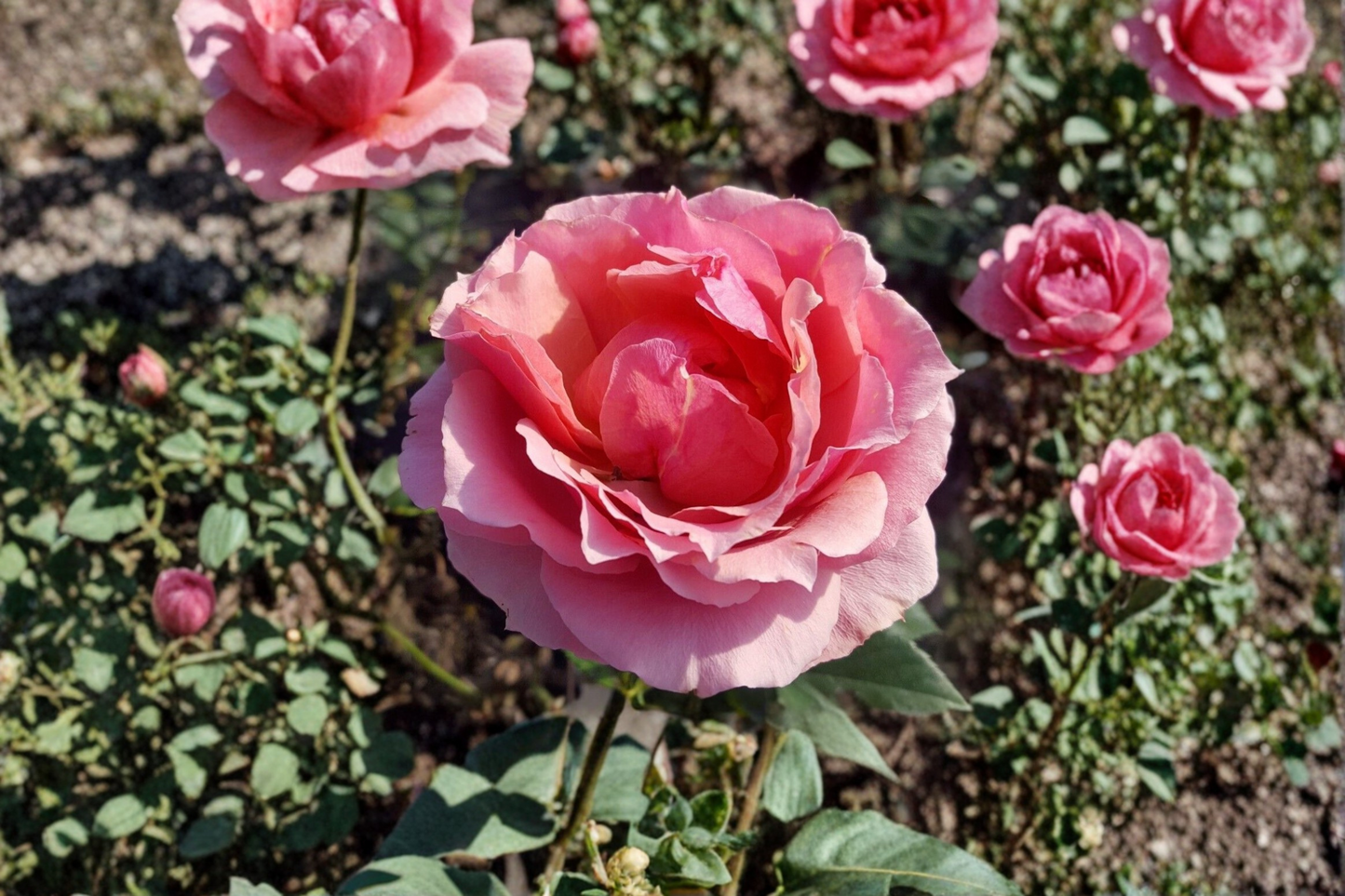 Princesse de Monaco Rose Live Plant 1 Gallon – Pink White Grandiflora Rose Bush for Garden, Outdoor Landscape Flower Plant
