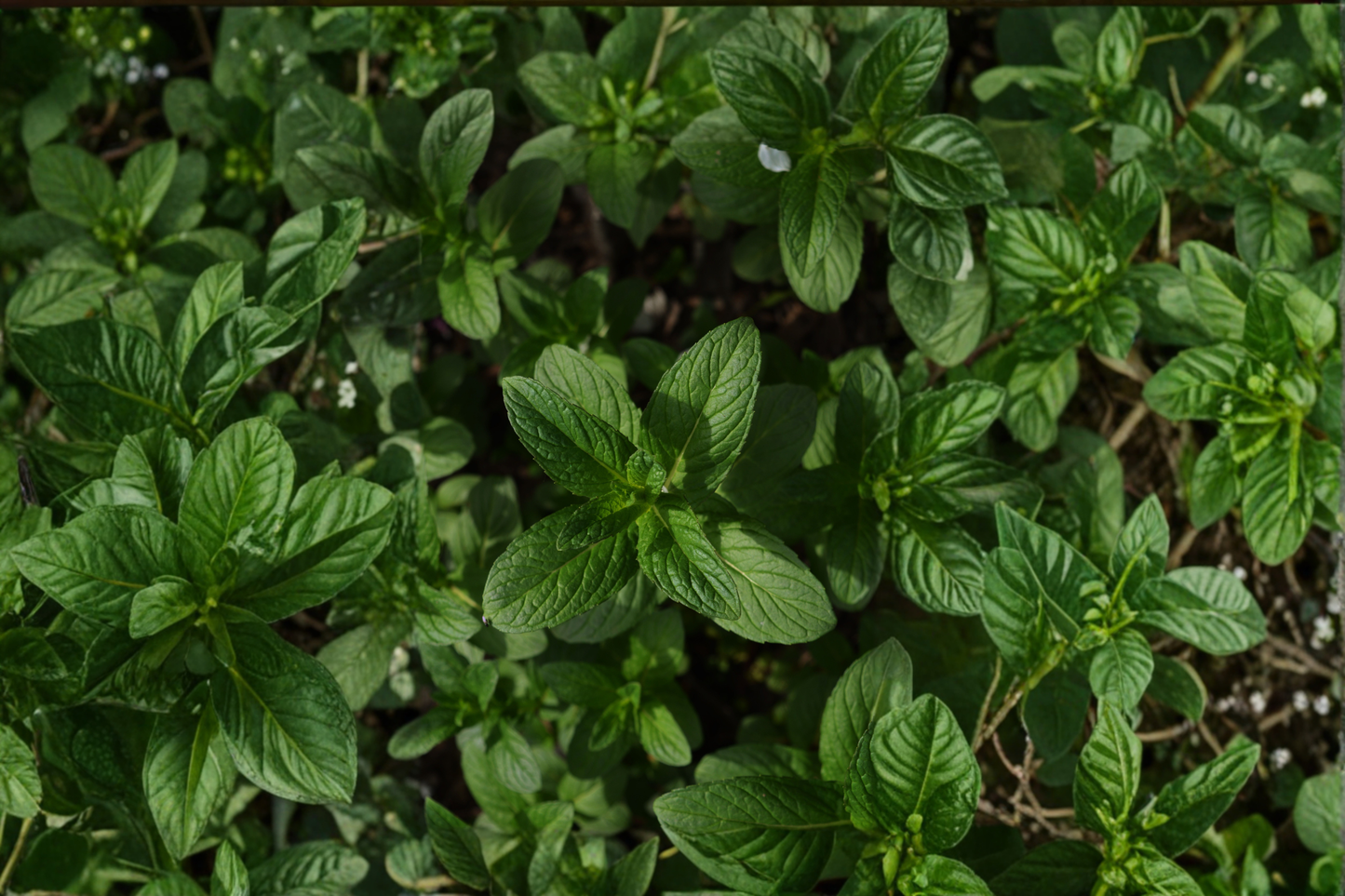 Organic Yerba Buena Mint Live Plant Mentha spicata Spearmint Herb Plant 5-9 Inch Rooted Plant Without Pot