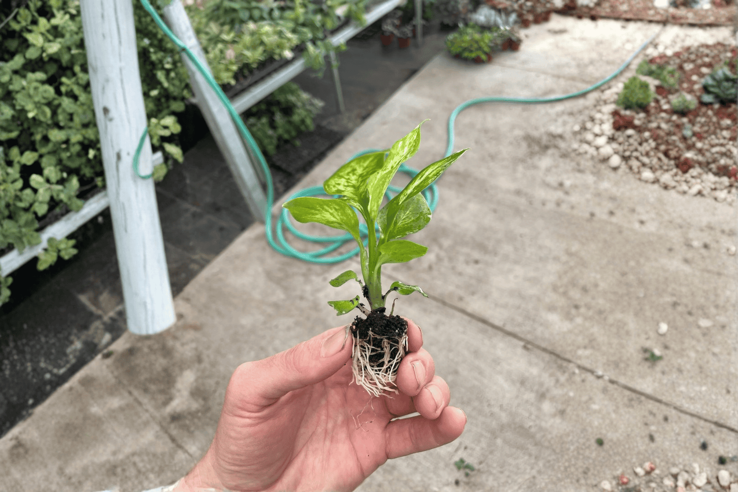 Dieffenbachia Vesuvius 2 Starter Live Plants – Dieffenbachia ‘Vesuvius’
