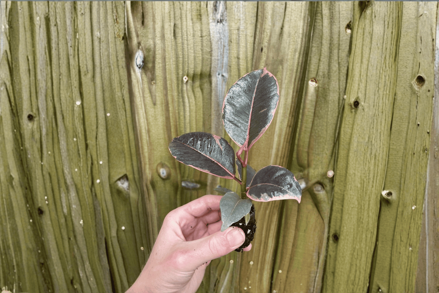 2 Ficus Ruby Live Starter Plants – Bare Root in Soil Pod (Ficus elastica 'Ruby')