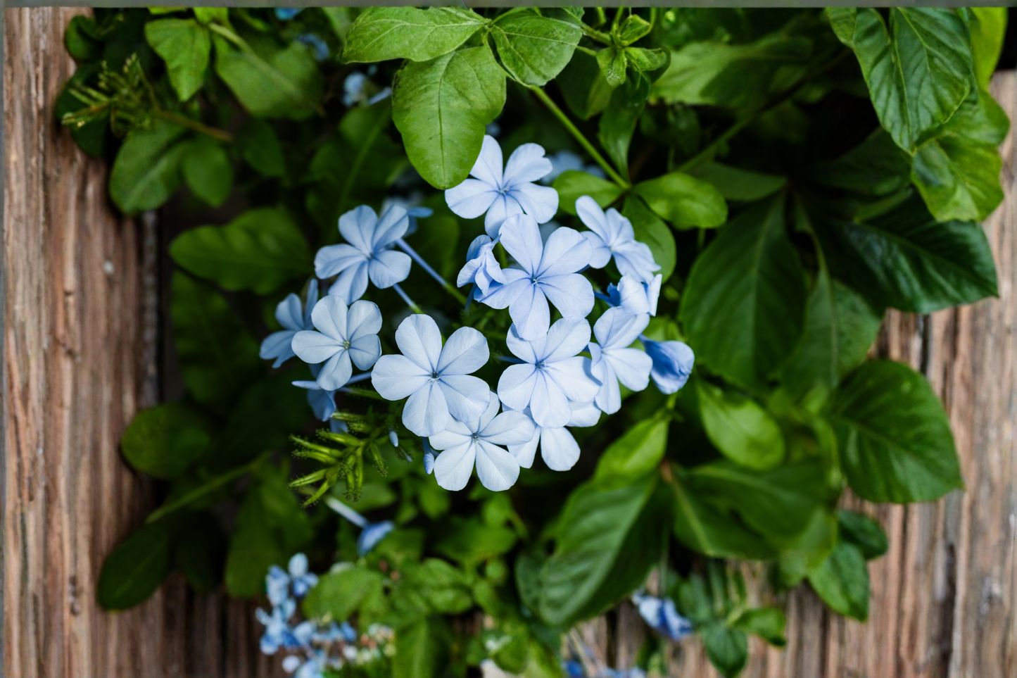 Plumbago Live Plant Plug – Approx. 1–3" Tall – Sky Blue Flowering Shrub (Plumbago auriculata)