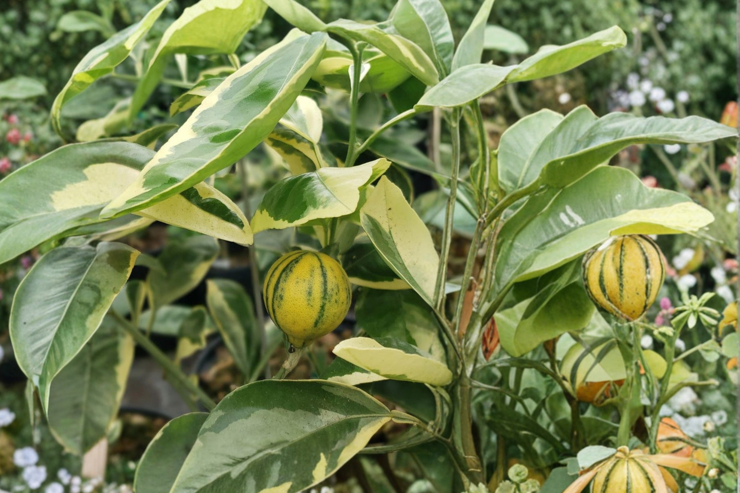 Variegated Minneola Tangelo Tree Grafted Live Citrus Plant 3ft Tall Orange Grapefruit Hybrid Fruit Tree No Ship to California