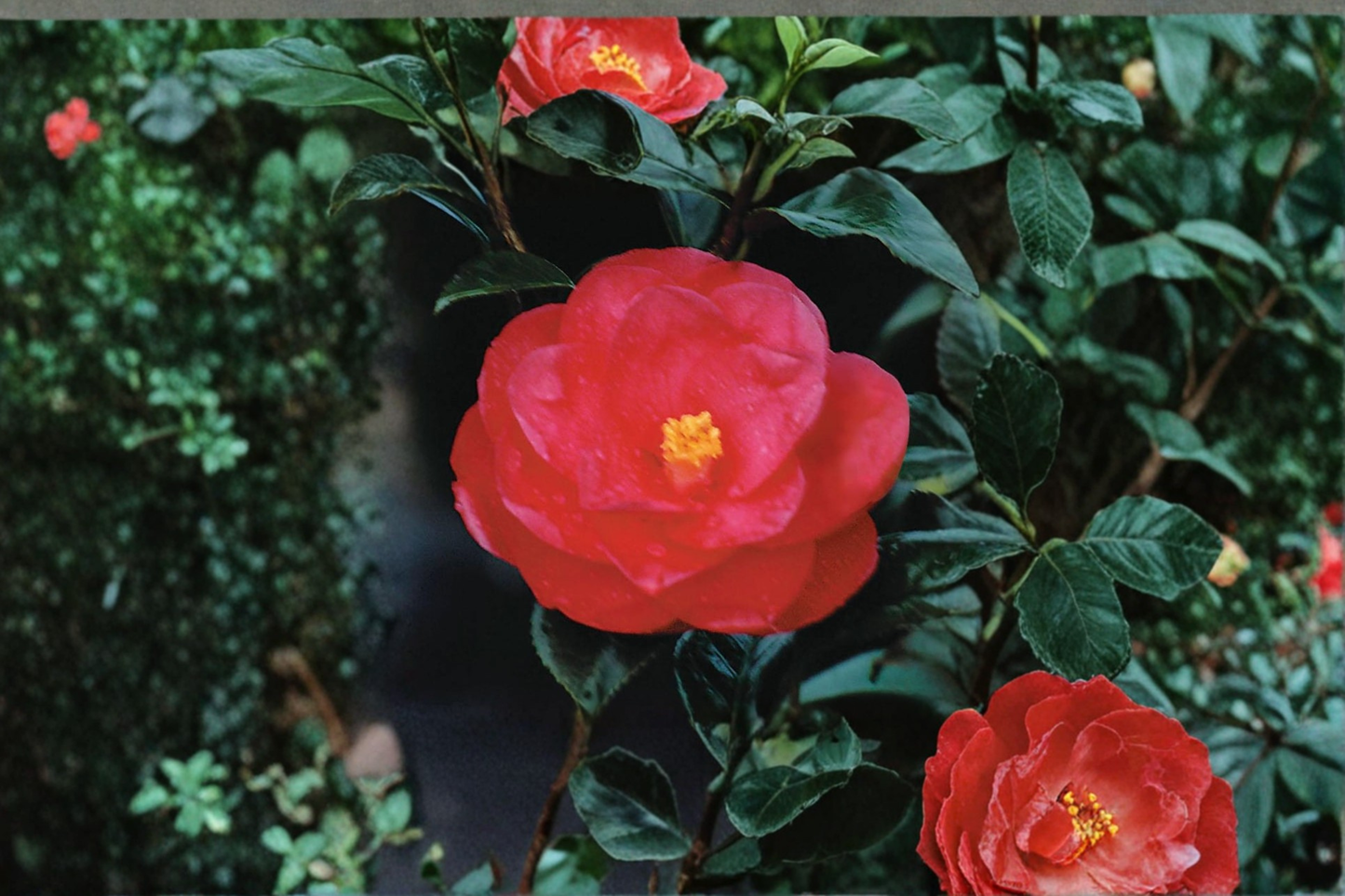 Japanese Camellia ‘Tama Electra’ 1 Gallon Live Plant – Camellia japonica Pink Flowering Evergreen Shrub