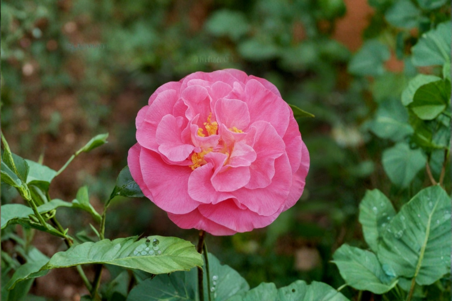 Marie Bracey Camellia Live Plant 3 Gallon Pot – Camellia japonica Pink Flower Evergreen Shrub Shade Garden