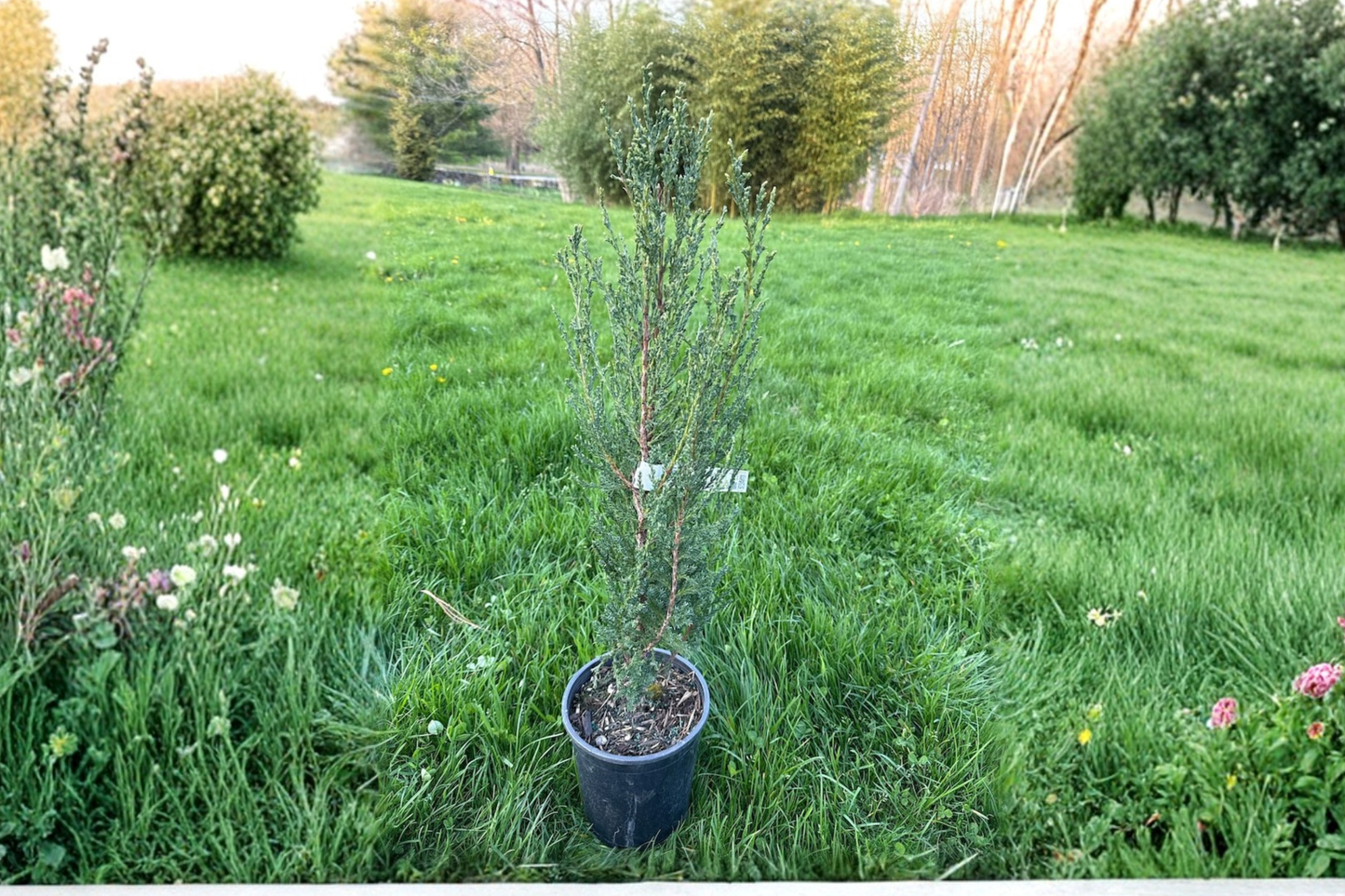 Blue Arrow Juniper Live Plant 12 Inch 1 Gallon Pot Narrow Evergreen Columnar Tree Cold Hardy Landscape Privacy Plant