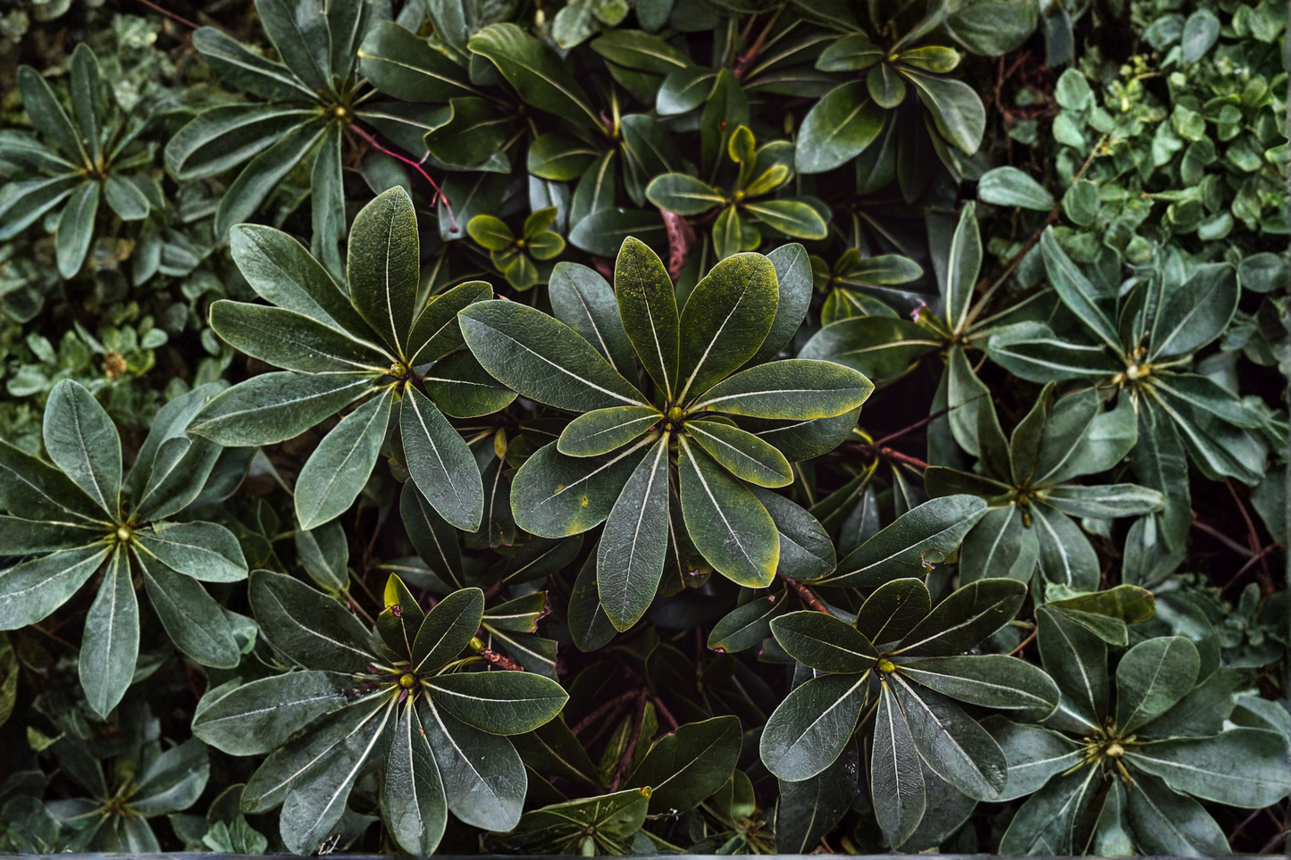 Wheeler's Dwarf Pittosporum Live Plants – 2.5-Inch Nursery Cubes – Pittosporum tobira 'Wheeler's Dwarf'