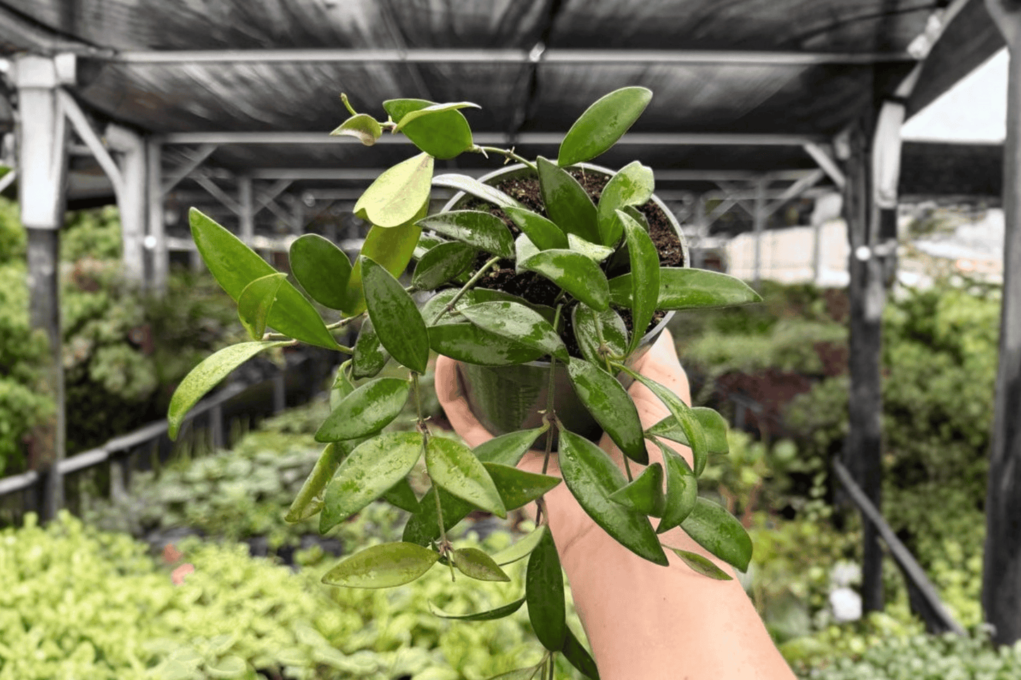 2 Exact Hoya 'Rosita' Live Plants in 4-Inch Pots – Hoya Hybrid