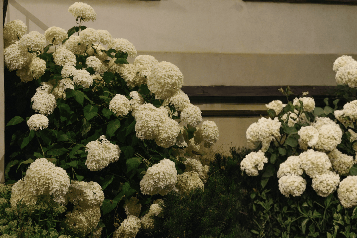 Incrediball Smooth Hydrangea 1 Live Flowering Shrub, 1 Gallon Pot – Hydrangea arborescens ‘Abetwo’