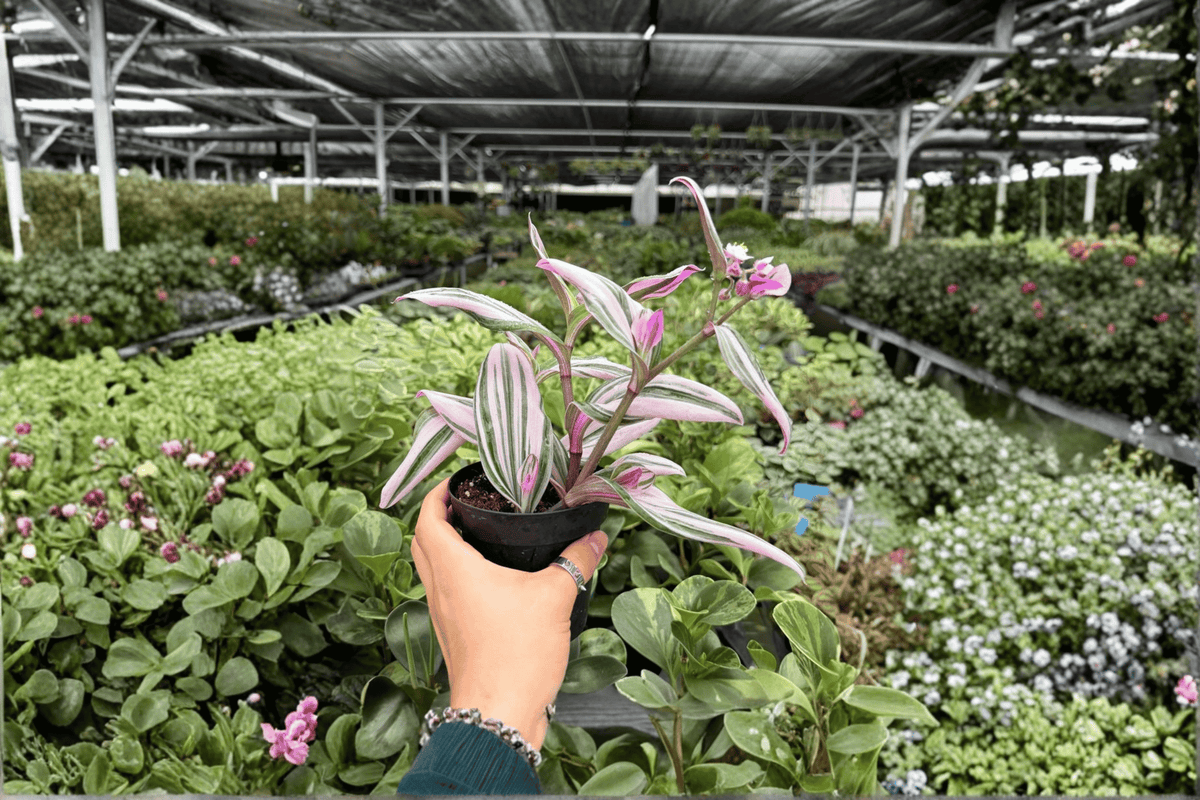 Tradescantia Nanouk 2 Exact Live Plants – Specific 4-Inch Pots – Tradescantia ‘Nanouk’