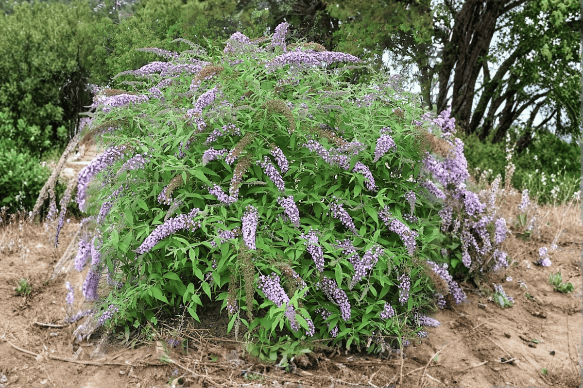 Lavender Cascade Butterfly Bush 1 Live Plant – Buddleja ‘Lavender Cascade’ – 3 Gallon Pot