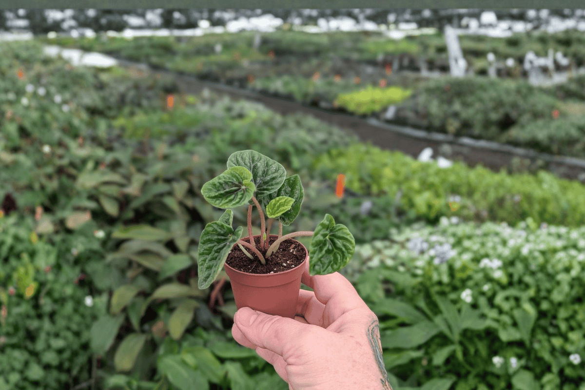 Peperomia Green Ripple – 2 Live Starter Plants, 2-Inch Size – Peperomia caperata