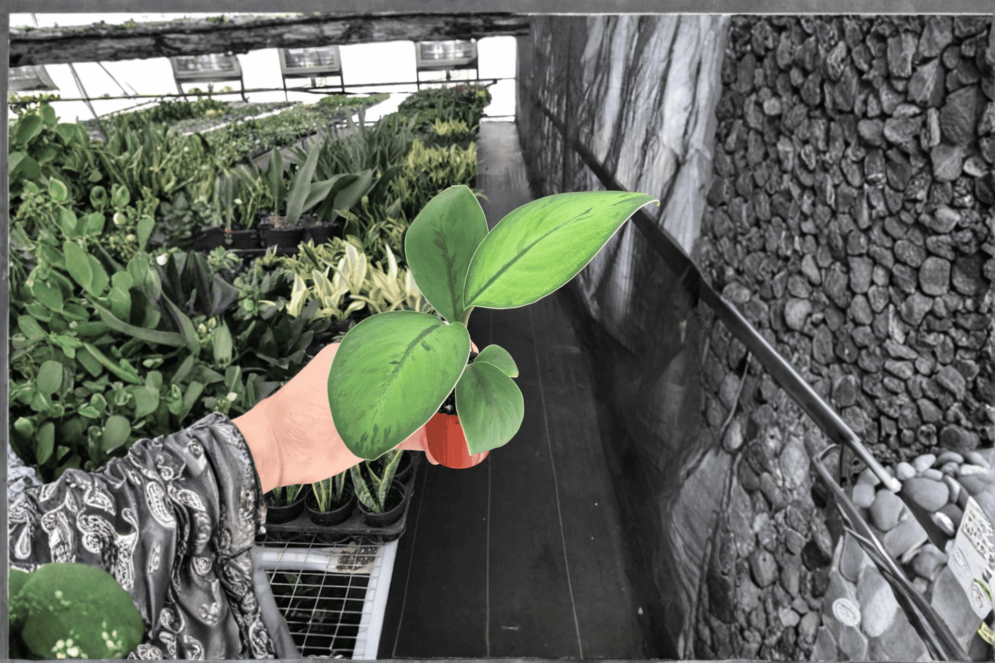 2 Homalomena 'Selby' Starter Plants – 2-Inch Bare Root Live Tropical Houseplants