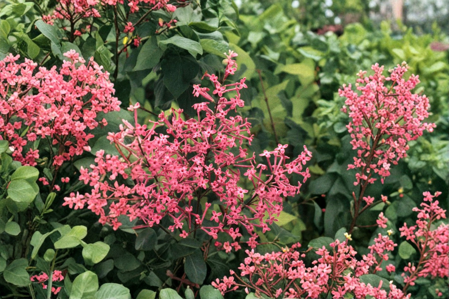 George Eastman Lilac Live Plant 8 Inch Tall – Syringa x julianae Fragrant Pink Purple Flowering Shrub 4 Inch Pot
