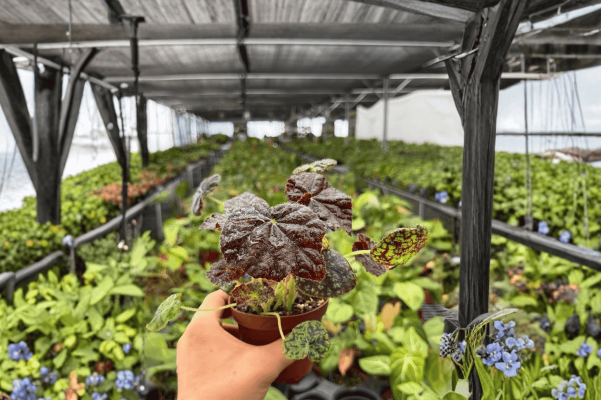 Begonia Lynda Evans 2 Exact Live Plants – Specific 4” Size