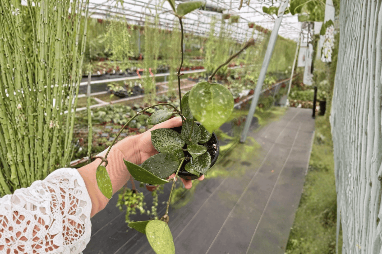 Hoya Parasitica Splash 2 Live Plants – 4-Inch Pots – Hoya verticillata