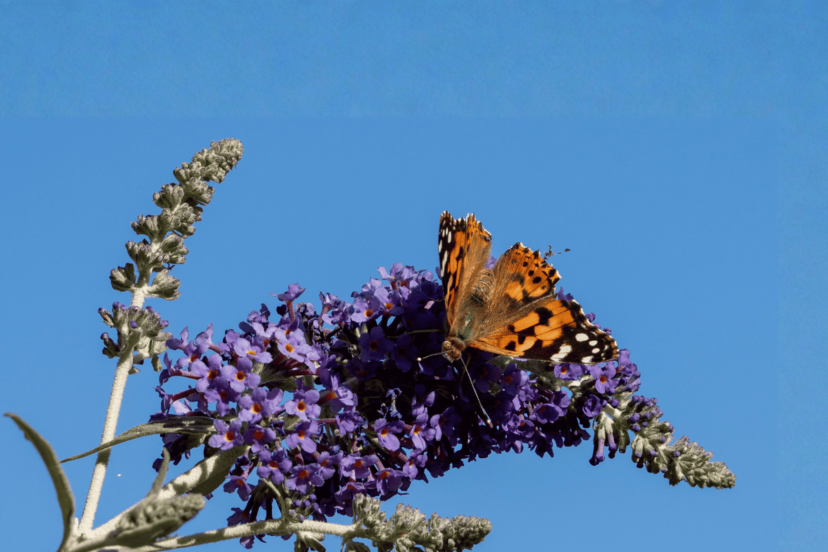 Pugster Blue Butterfly Bush 2 Gallon Live Plant – Buddleja ‘Pugster Blue’