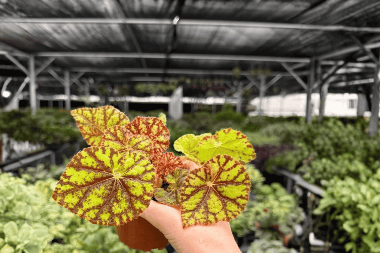 Begonia Cowardly Lion 2 Exact Live Plants – 4-Inch Pots – Begonia 'Cowardly Lion'