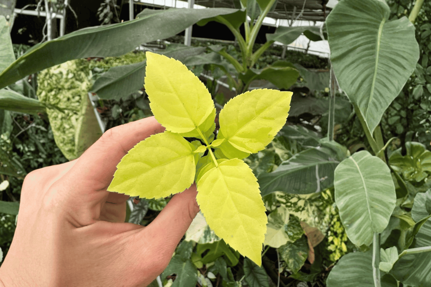 2 Radermachera sinica 'Aurea' (China Doll) Single-Stalk Starter Plants – Live Plants
