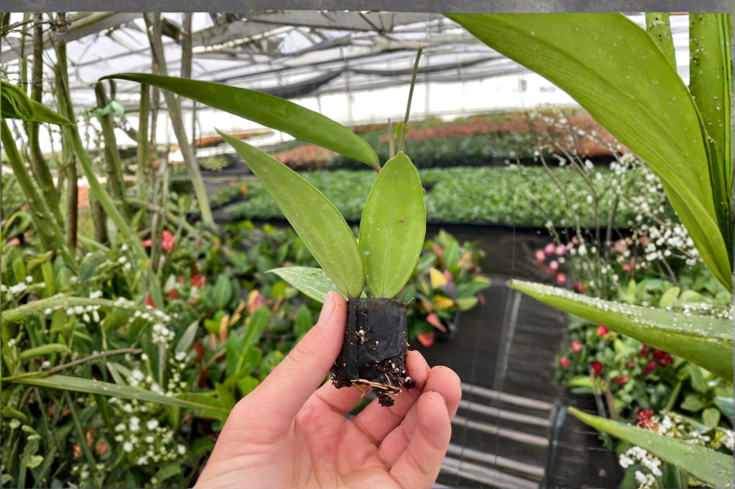 2 Hoya Rangsan Splash Live Starter Plants – Bare Root with Soil Pod