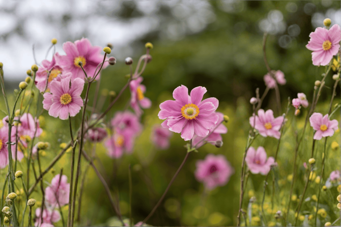 September Charm Japanese Anemone 1 Live Plant – 4-Inch Pot – Anemone hupehensis ‘September Charm’