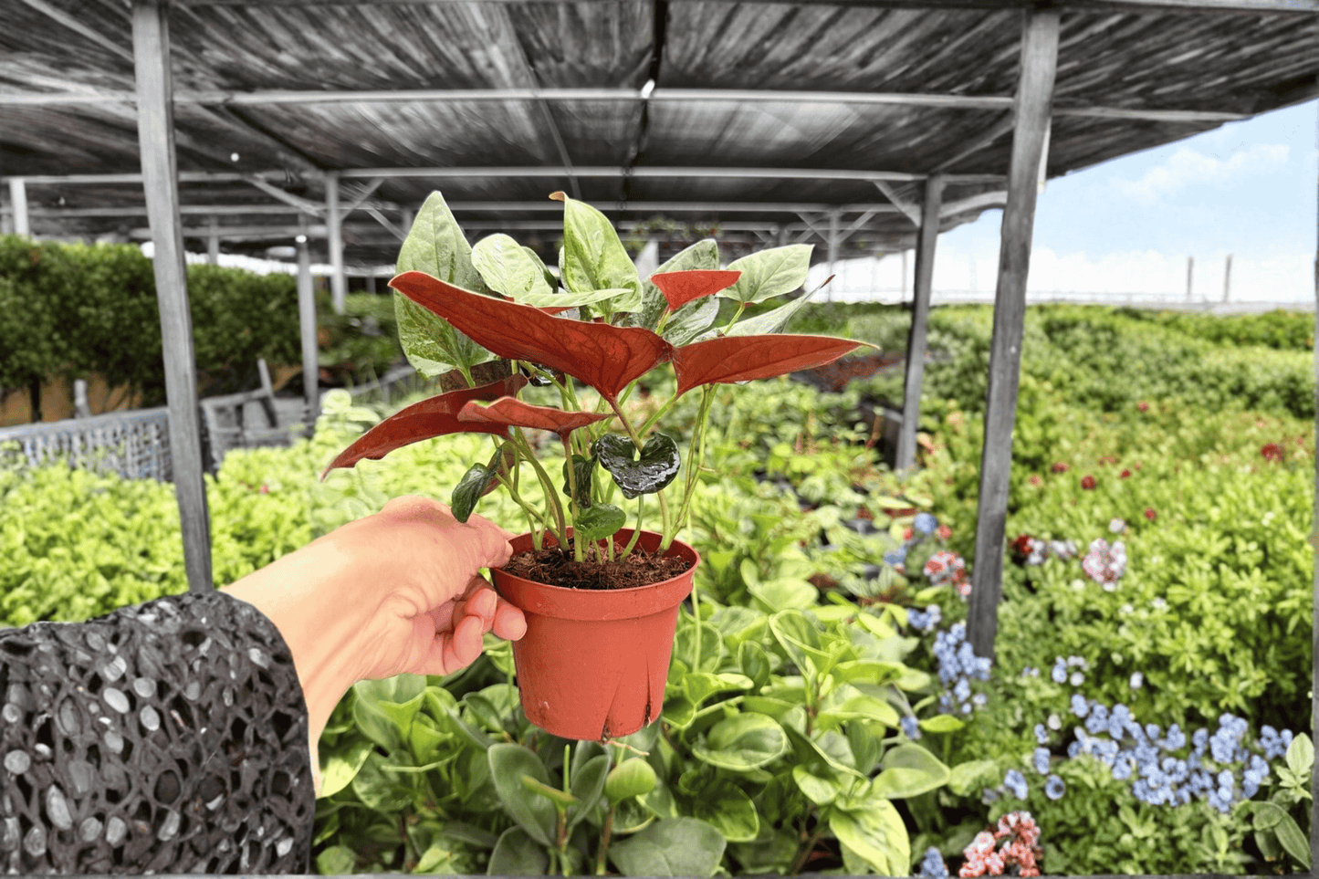 Syngonium Red Arrow 2 Exact Live Plants – 4-Inch Pots – Syngonium Cultivar