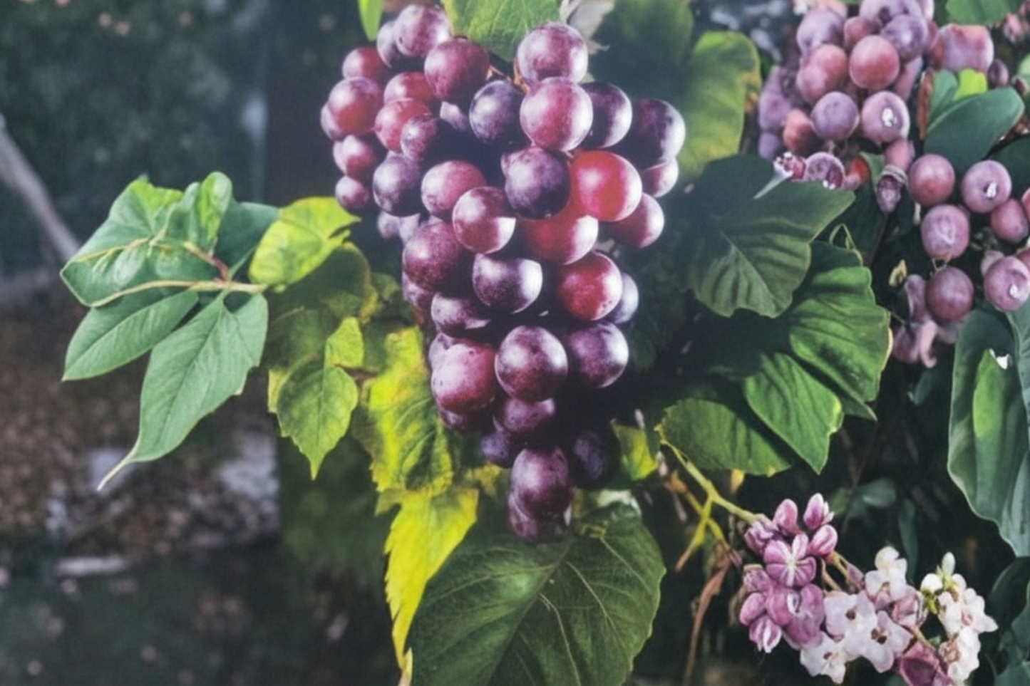 Black Isons Muscadine Grape Vine Live Plant 2 Gallon Pot, Sweet Fruit Vine for Garden Trellis Vineyard