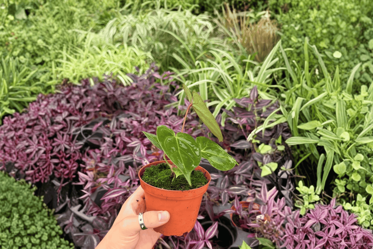 Anthurium Blue Xone × Dressleri 2 Exact Live Plants – Anthurium Hybrid 4” Size Bare Root